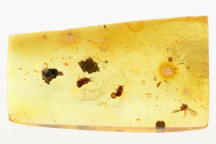 Fossil Wingless Scale Insects, Mites, Aphid & Springtail in Amber #284651